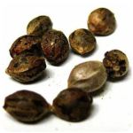 Семена марихуаны АК-47  (Seeds AK-47) в Барабинске